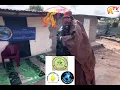 Lagu Modi Alhaji Mahamadou Kabba, Episode-5 WhatsApp +220 2060105/ 6628695