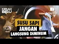 Download Lagu Kerah Biru: Kisah Pemerah Sapi, Inspirasi dari Bisnis Peternakan