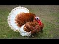 TURKEY GOBBLE Funny Turkeys Gobbling s - GOBBLE GOBBLE