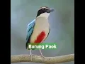 Lagu Burung PAOK yang hampir punah#duniaburung #kebunbinatang #shorts