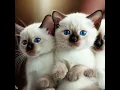 Breeding Siamese Kittens