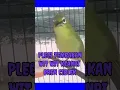 Download Lagu PLECI TEMBAKAN WIT WIT KENARI SAMBUNG BREN CIBLEK....