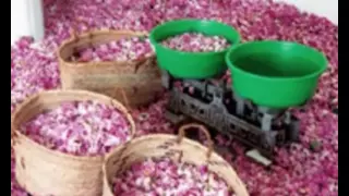 حسين الجسمي روز كازان غياهيب النسخة الأصلية قناة نجوم 