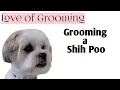 How to Trim a Shih-Poo s Head
