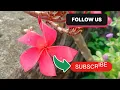 Pink light red Champa l chafa  flower l short l youtube l Whitehousegardening07 l flower l gardening