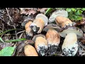 Download Lagu Ik vond de plek van de herfstkoperboleten boletus aereus in een loofbos