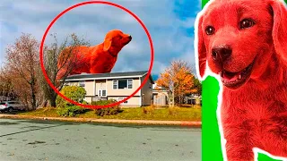 CLIFFORD Real Captados en Cámara