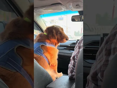 Being the Third Wheel in my Own Relationship 😭🙂‍↔️🥹🤣 #shortsindia #goldenretriever #puppy
