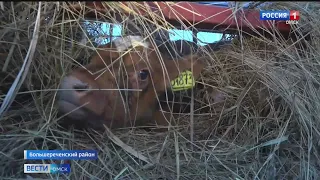 Омичи показали пример образцовой семейной фермы на всю страну