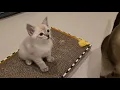 Seal point Siamese Kitten with its Seal Lynx point sister