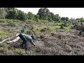 Lagu MENYEMPROT RUMPUT LAHAN BAGIAN BELAKANG UNTUK TANAM PADI