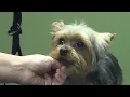 How to Groom A Yorkie Puppy Cut Yorkshire Terrier - Do-It-Yourself Dog Grooming