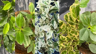 Best Ficus Plants to buy Ficus Plant name with price and varieties