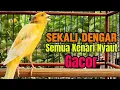 Download Lagu kenari gacor panjang TERBUKTI AMPUH pancingan kenari paud dan pancingan kenari malas. canary singing