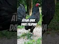 Download Lagu AYAM FILIPINA TERKENAL MEMILIKI KECEPATAN DALAM BERTARUNG