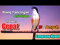 Lagu CENDET GACOR TOET TOET suara ngalas || LANGSUNG KONEK (BIKIN NYAUT) PANCINGAN BURUNG CENDET