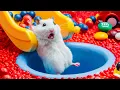 Download Lagu 🐹Hamster Escapes Ball Pit Pool | Adorable Hamster Adventures