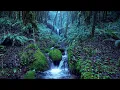 Download Lagu Relaxing Rain Noise + Forest Stream 🌧️  Water Sounds for Sleeping
