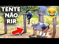 Lagu TENTE NÃO RIR 😂 OS MEMES MAIS ENGRAÇADOS DA INTERNET #videosengracados #tentenaorir #memes #comedia