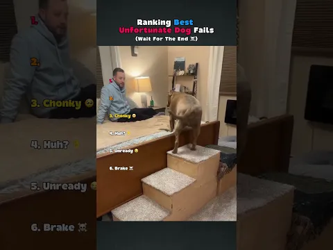 Ranking the most hilarious dog fails ever πΆπ₯ #shorts #funny