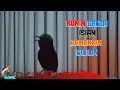 Download Lagu KONIN ISIAN JANGKRIK SAMBUNG CILILIN