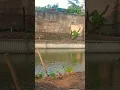Download Lagu KASIH PAKAN IKAN DI KOLAM BUMDES PERDANA KALANGSARI #bumdesperdana #kolamikan #kalangsari