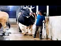 Download Lagu 1200 KG Holstein Friesian bull | Brownie's Ranch