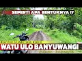 Download Lagu Viral Ular Bertapa Jadi Batu di Banyuwangi! Masuk Jauh ke Dalam Hutan Grajagan Melihat Penampakannya MP3