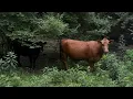 Slice of Kentucky in June by Loran Joly
