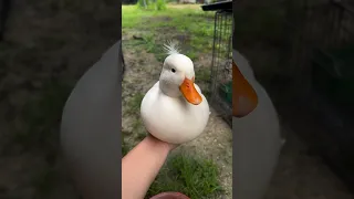 Duck Sound صوت البطه Duck فرخ بط 