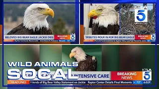 The life and legacy of Big Bear bald eagle Jackie