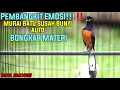 Download Lagu AWAS NGAMUK!!!PANCINGAN EMOSI MURAI BATU 100% AMPUH BIKIN MURAI JADI JUARA