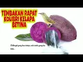 Download Lagu TEMBAKAN RAPAT KOLIBRI KELAPA BETINA