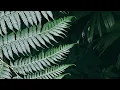 蕨類植物展開 4K｜12分鐘自然白噪音＋鋼琴冥想音樂，放鬆助眠 Fern Unfurling 4K