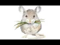 13 Cute Church mouse quotes