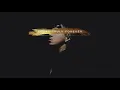Phora - Forever [Official Audio]