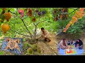 Download Lagu 🔥A day in the heart of the nomadic garden🌿 | From watering to the most delicious chicken kebab🍗