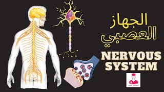 الجهاز العصبي                   دندنها