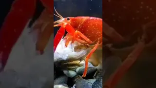 Shrimp Virul Shorts Animals 