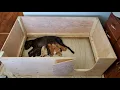 How to Build a Whelping Pen Super Easy