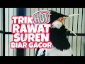 Download Lagu RAWAT SUREN BIAR GACOR ITU GAK SUSAH