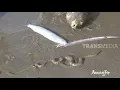 Download Lagu TAREK PUKAT, Tradisi Menjaring Ikan di Aceh | AMAZING TRIP IN TANAH GAYO (15/02/20) Part 1