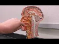 Upper Respiratory Anatomy