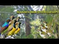 Download Lagu TERBARU SUARA PIKAT SOGON KOMBINASI PRENJAK LUMUT RIBUT COCOK UNTUK MEMIKAT SOGON LIAR