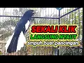 Lagu suara burung kacer gacor memanggil lawan ampuh buat pancingan