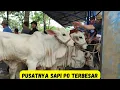 Download Lagu Pasar Sapi Kebumen Pusatnya Sapi PO Terbesa|Harga Sapi PO Terbaru