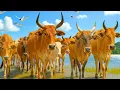 Download Lagu Cow and Ox Sounds Roaming in the Field Calling Friends to Come Home – Funny Cow Sounds 🐄🐮