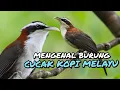 Download Lagu Mengenal Lebih Dekat Burung CUCAK KOPI Beserta Harganya