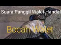 Download Lagu suara tarik walet