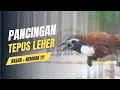 pancingan kasar tepus leher putih gacor